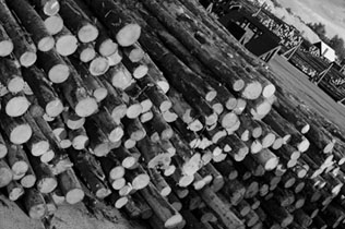 Lumber industry